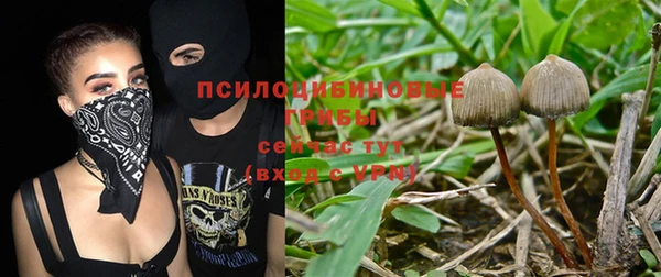 прущие грибы Беломорск